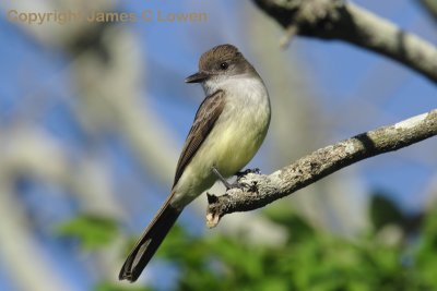 Short-crested Flycatcher