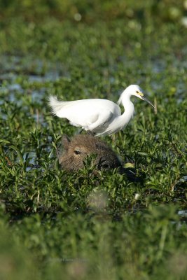 Snowy Egret aboard Capybara