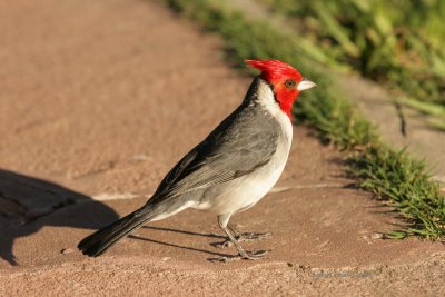 Red-crested Cardinal