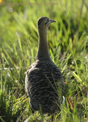 Red-winged Tinamou