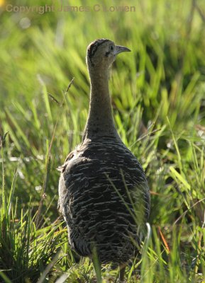 Red-winged Tinamou