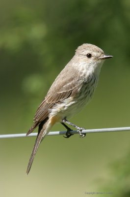 Vermillion Flycatcher