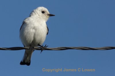 White Monjita