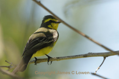 Yellow-browed Tyrant