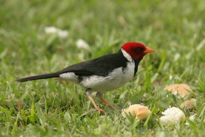 Yellow-billed Cardinal