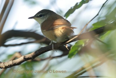 Yellow-chinned Spinetail