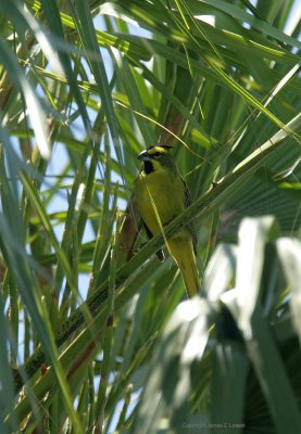 Yellow Cardinal