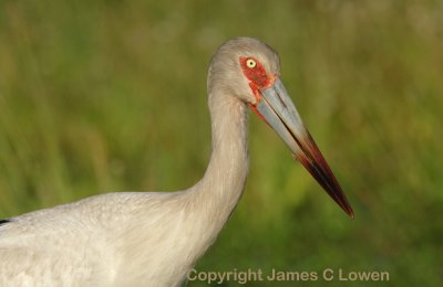 Storks and ibises