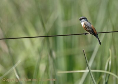 Marsh Seedeater