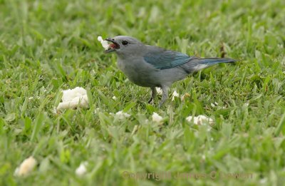  Sayaca Tanager