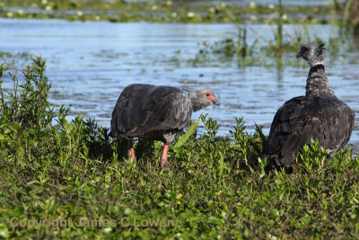 Southern Screamers