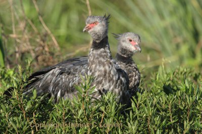 Southern Screamers