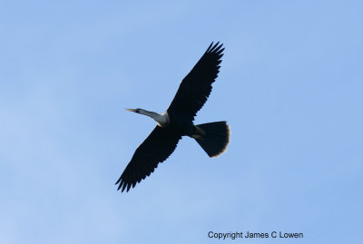 Anhinga