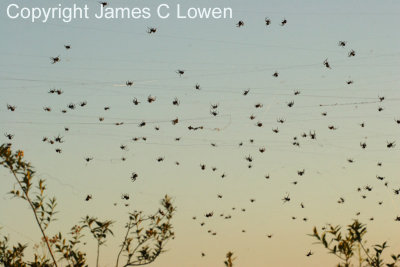 Ibera Marshes spiders