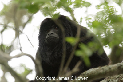 male Black Howler