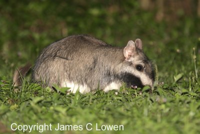 Common Vizcacha