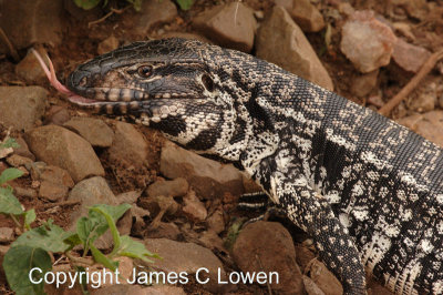 black tegu