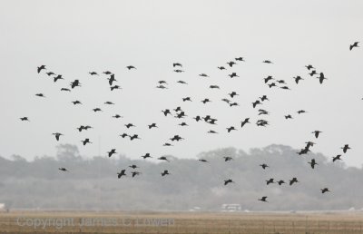 Bare-faced Ibis - flock