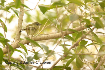 Mottle-cheeked Tyrannulet