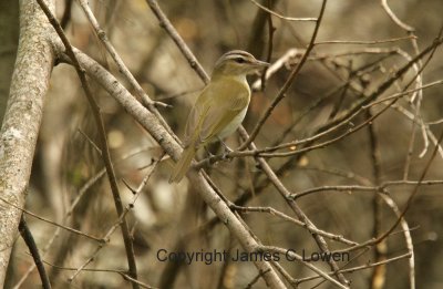 Red-eyed Vireo