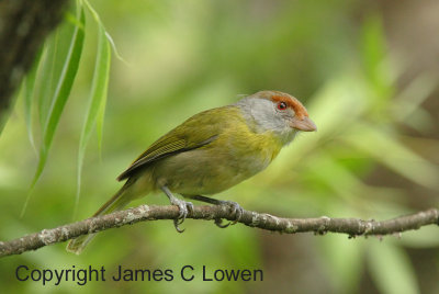 Rufous-browed Peppershrike