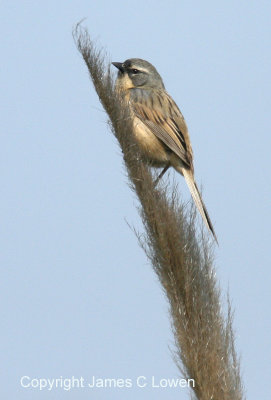 Long-tailed Reedfinch