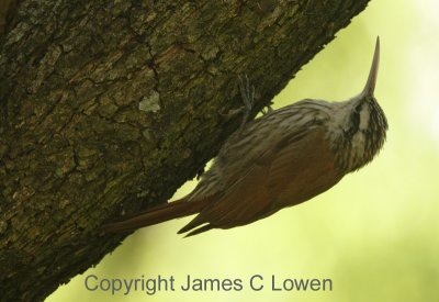 Narrow-billed Woodcreeper