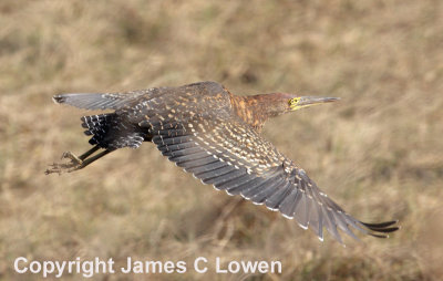 Rufesecent Tiger Heron