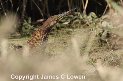 Rufesecent Tiger Heron
