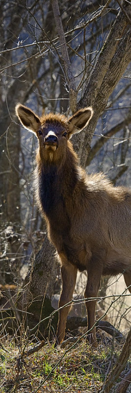 Calf Elk By The Ponca Access