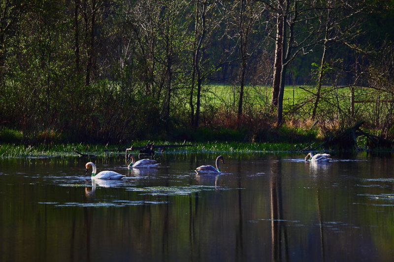 Four Trumpeter Swans on Boxley Mill Pond