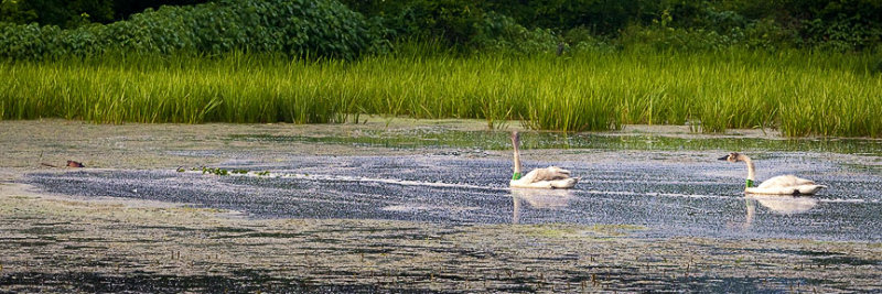 Two Trumpeter Swans Following a Beaver
