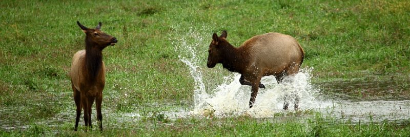 Cow Elk Playing in Flood Water