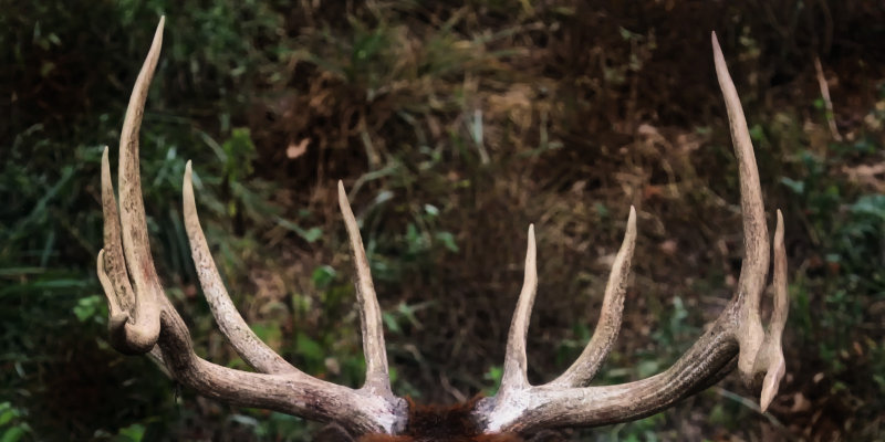 102391 elk antlers up close web.jpg