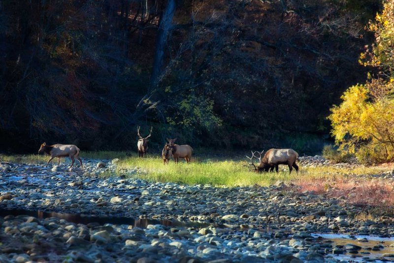 109585-buffalo-river-crossing-12x8-web.jpg