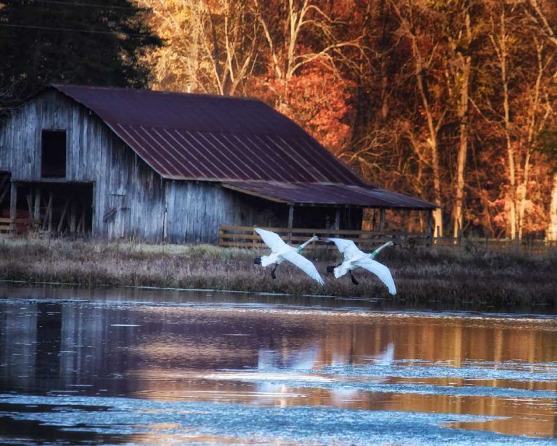 110809-landing-trumpeters-at-sundown-web.jpg