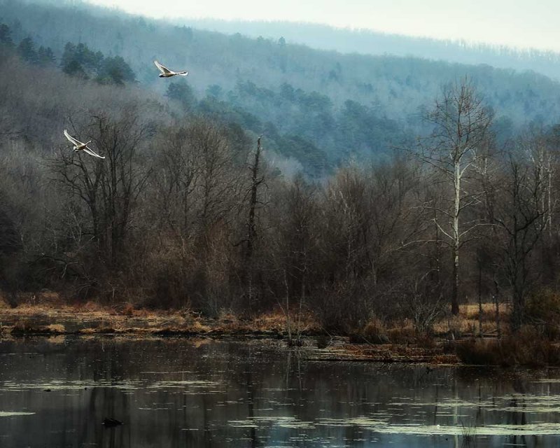 Flying Trumpeters at the Boxley Mill Pond