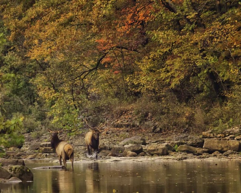 Bull and Cow in Buffalo National River