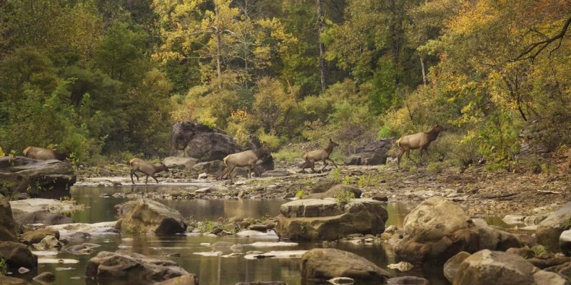 Cow and Calf Elk Crossing the Buffalo