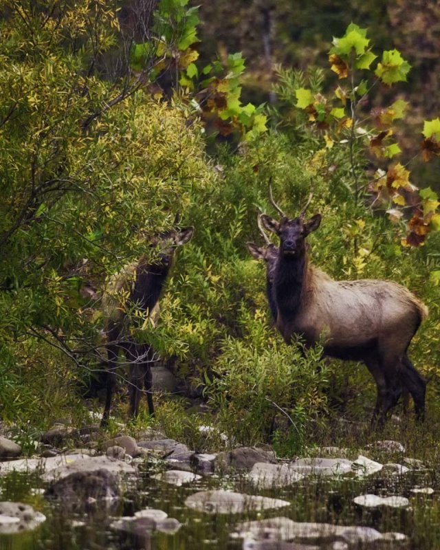 3 Spike Bull Elk in the Buffalo River
