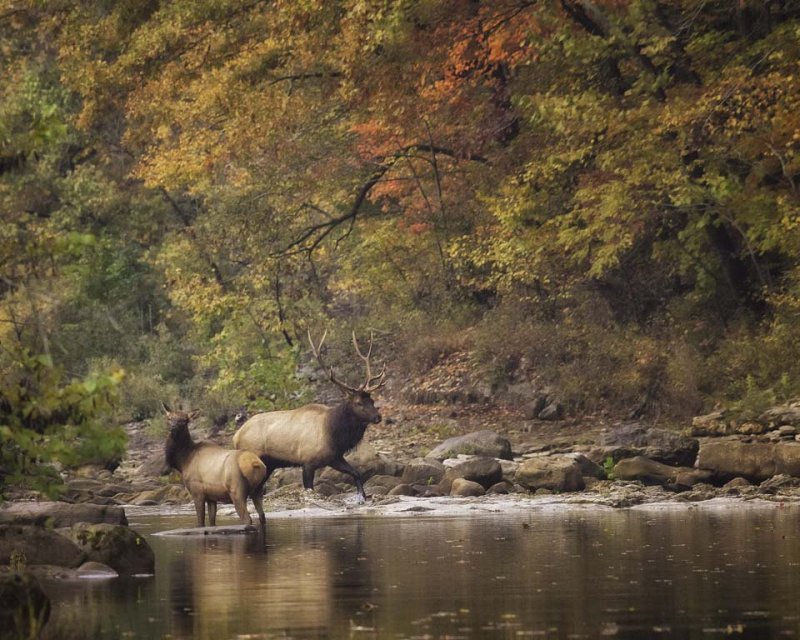 Cow Elk with Walking Bull in Buffalo National River