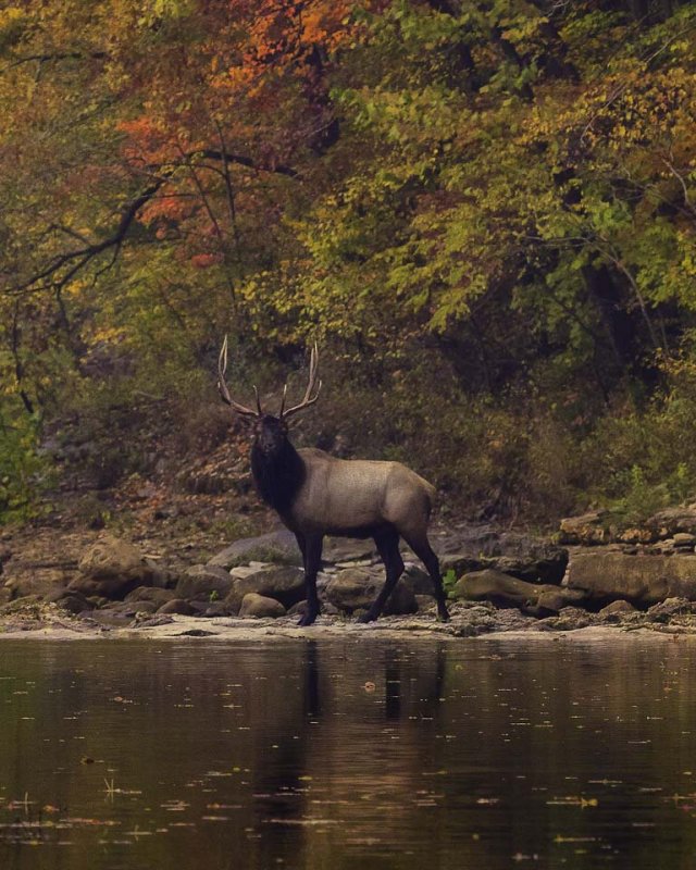 Herd Bull Posing in the Buffalo National River
