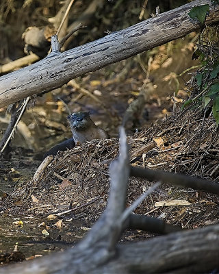 52493 river otter blog.jpg