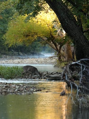 52655 whitetail in buffalo.JPG