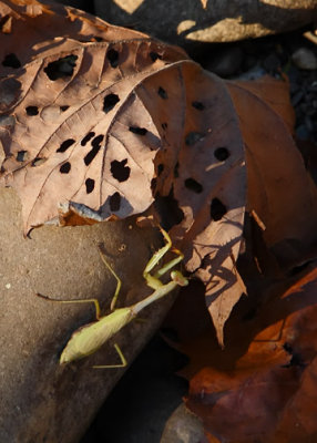 Mantis in the Rocks, Buffalo River