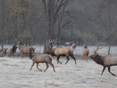 Bull Elk Fight