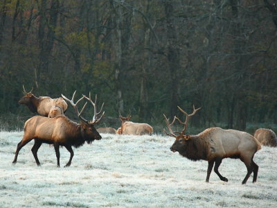 Bull Elk Fight