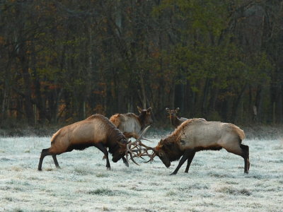 Bull Elk Fight