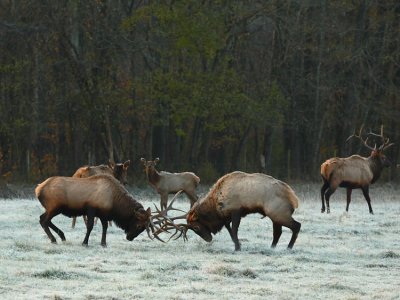 Bull Elk Fight