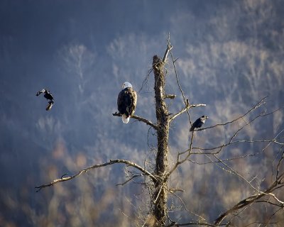 Bald Eagle Being Harassed by Crows
